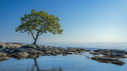 30.A peaceful image of a single tree on a rocky shoreline, its green branches reaching toward a brilliant blue sky. The clear sky and reflective water create a harmonious balance, with the tree