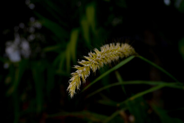 Close-Up of foxtail grass flower in Natural Light