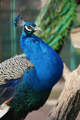 Obraz premium Majestic Peacock with Vibrant Blue Feathers in Natural Habitat