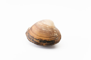 白背景に北寄貝