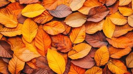 Fototapeta premium A colorful array of autumn leaves covers the ground, showcasing shades of yellow, orange, and brown in a serene outdoor environment