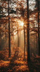 Obraz premium Sun shining through the trees in a misty forest