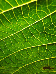 macro, close-up of textures and details of a vibrant green leaf with veins visible; nature background; biological detail