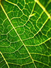 macro, close-up of textures and details of a vibrant green leaf with veins visible; nature background; biological detail