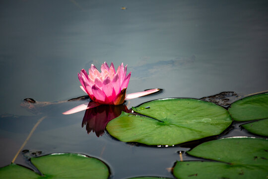 Ninfeia rosa. Flor aqu&aacute;tica.
