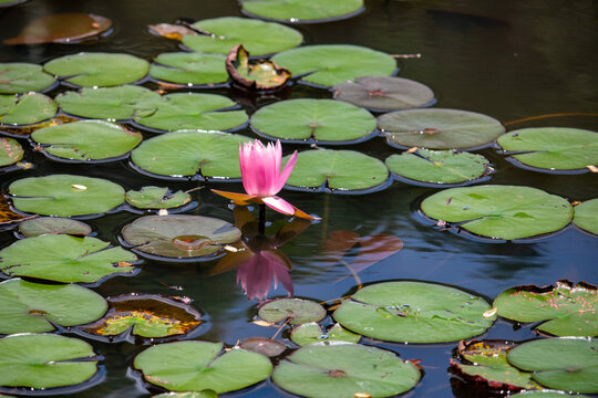 Ninfeia rosa. Flor aqu&aacute;tica.