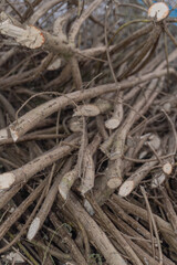 Close-Up of Harvested Jute Stems