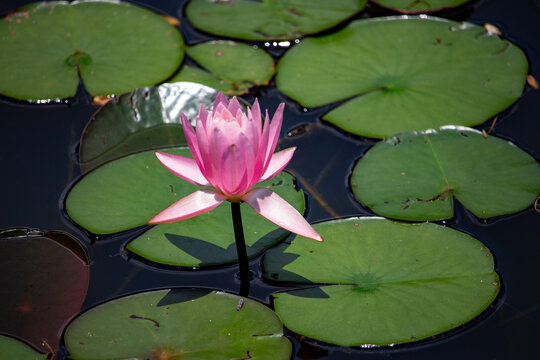 Ninfeia rosa. Flor aqu&aacute;tica.