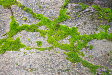 moss and grass on the stone ground