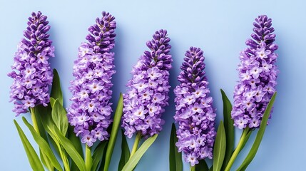 Fototapeta premium Five Purple Hyacinths Arranged Against A Blue Background