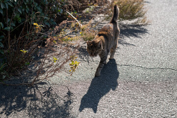路地を歩く可愛い野良猫