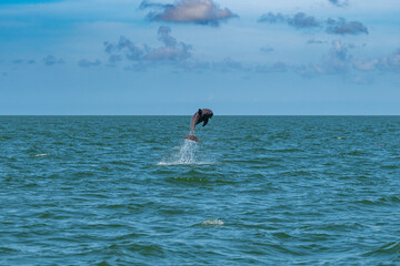 Delf&iacute;n saltando en aguas abiertas bajo un cielo despejado