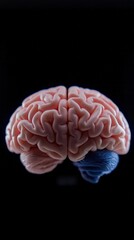Human Brain Anatomy  Pink   Blue Hemispheres  Neurology  Neuroscience  Medical Image