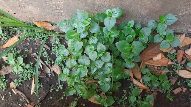 Peperomia pellucida or pepper elder plant