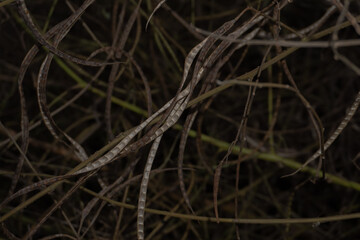 Close-Up of Dried Seed Pods on Twigs