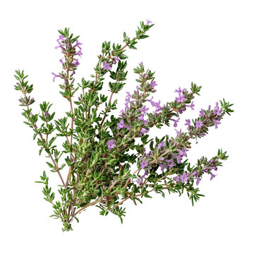 Fototapeta Fresh Thyme Sprigs with Blooming Purple Flowers Culinary Herb Aromatic Plant
