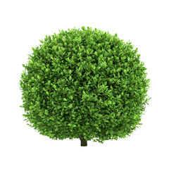 Fototapeta premium Lush Green Spherical Boxwood Shrub Perfect for Landscaping Design and Garden Decor