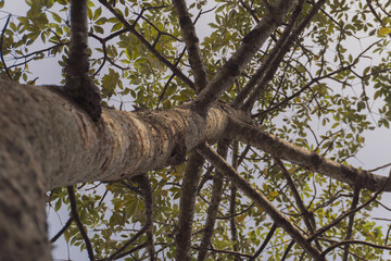 Fototapeta premium Looking Up at the Branches of a Tree