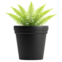 Lush Green Fern in a Sleek Black Pot Vibrant Indoor Plant Home Decor