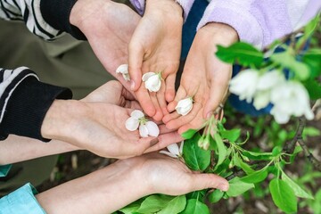Family Holding White Petals of flowers apple trees in Their Hands in sunlight, top view.