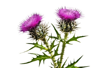 thistle flower isolated on transparent background