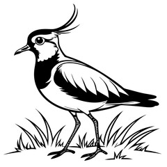Lapwing