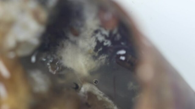 Leeches are segmented worms that belong to the phylum Annelida and comprise the subclass Hirudinea and live in Rice Field crabs.