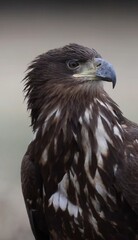 Obraz premium portrait of a eagle