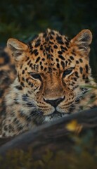 portrait of a leopard