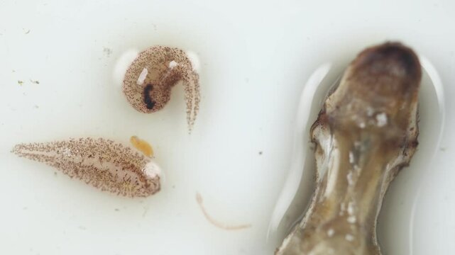 Leeches are segmented worms that belong to the phylum Annelida and comprise the subclass Hirudinea and live in Rice Field crabs.