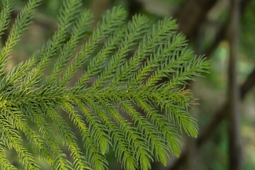 Fototapeta premium Close-Up of a Young Pine Needle Bud