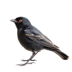 Beautiful blackbird perched with glossy feathers and sharp beak, isolated on transparent background