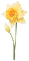 Fototapeta premium PNG Daffodil illustration botanical drawing.