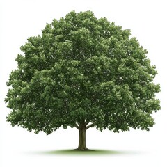 Fototapeta premium Lush Green Tree Illustration Captures the Beauty of Nature and Forest Ecosystems.