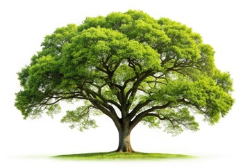 Isolated White Background Tree, Surreal Nature Photography, Beautiful Tree Image, Stunning Nature Object