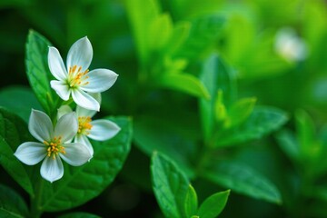 White blooms dotting a green foliage backdrop, flower, nature, plant