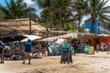 Ave marina volando sobre una playa turística en Holbox
