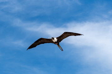 Fregata ariel volando sobre un cielo azul en Holbox