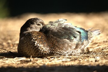 black and white duck bird in the lake reservation park.