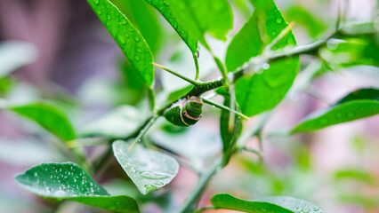 Green Caterpillar or Lemon Caterpillar on Citrus Leaf, Caterpillar of Papilio Polytes Linnaeus on Green Citrus Leaf After Rain, Ulat Daun Jeruk