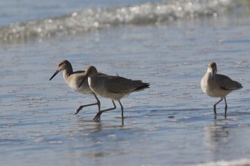 birds on the shore