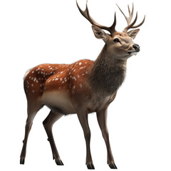 Fototapeta premium Majestic Deer Silhouetted Against a Dark Background Evoking a Sense of Mystery and Natural Beauty in the Wild isolated on a white background
