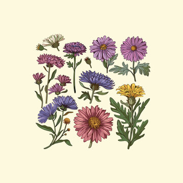 aster flowers hand drawn design vector template
