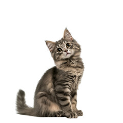 Obraz premium Curious Kitten Sitting on Floor Gazing Upward with Big Bright Eyes in a Cozy Indoor Setting Evoking Playfulness and Joy isolated on a white background