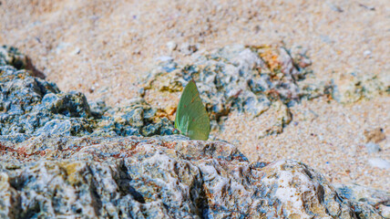 Selective focus of a close up Common Emigrant butterfly resting in a coral on the beach. Catopsilia pomona butterfly rest on a beach rock. Macro shot of Lemon Emigrant butterfly in a beach.