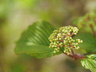 オオデマリ　つぼみ