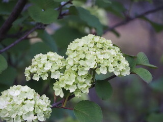 白い花　オオデマリ