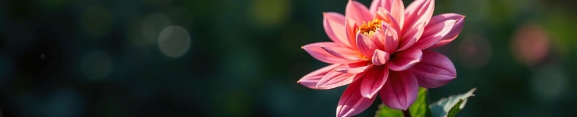 Fototapeta premium Majestic dahlia with deep green stem on black soil, garden, dahlia, plant