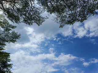 Background photography of blue sky and clouds with a frame of tree leaves.
