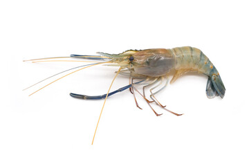 Female Fresh giant river prawn - Macrobrachium rosenbergii small body with short claws. isolated on white background.